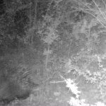 Istrice di notte - Foto p.g.c. Arca del Re Cit